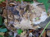 Laxitextum bicolor on beech log Eaton Wood NR Notts 2016-11-5 MB.JPG