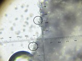 Agaricus macrocarpus 002 clavate & vesicular cheilocystidia, two papillate 2017-7-27.JPG