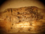 Phaeosphaeria eustoma 002 x60 on stem node Daneshill Lakes LNR Notts 9-5-2016.JPG