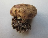 Scleroderma areolatum 001 Sherwood Forest NNR Notts 2017-9-9.JPG