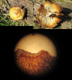 Pholiota arcularius Woodsetts Pond nr Worksop 19-4-2018