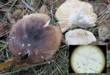 Russula graveolens soil with oak, stem grey-green with Fe, Vicar Water CP Notts 2018-9-30.JPG