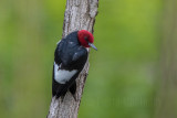 Pic à tête rouge