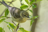 Paruline des pins (femelle)