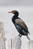 double - crested cormorant