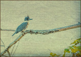 kingfisheroncanvas.jpg