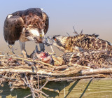 OSPREY FEEDING YOUNG