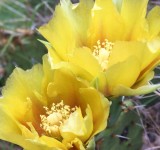 Prickly Pear Cactus Flower