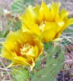 Prickly Pear Cactus Flower