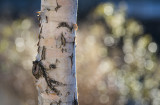 Phillipreevelarger-0753.jpg