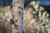 Phillipreevelarger-0754.jpg