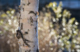 Phillipreevelarger-0755.jpg