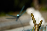 _S2A6980-Edit-master-web.jpg