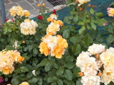 DSCN0418.JPG