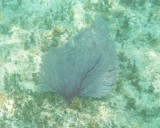 Purple Fan Coral near Wreck