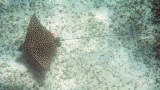 Tagged Eagle Ray showing long tail