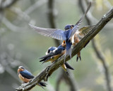 Parent Feeding Young Barn Swallows