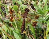 Eastern Amberwing Female