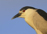 Black-crowned Night Heron