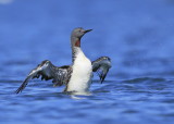 Red-throated Loon