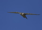 Peregrine Falcon in flight