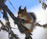 Eekhoorn - Squirrel
