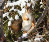 Eekhoorn - Squirrel
