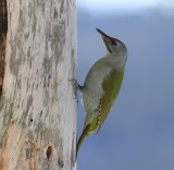 Grijskopspecht - Grey-headed Woodpecker