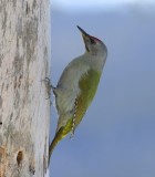 Grijskopspecht - Grey-headed Woodpecker