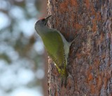 Grijskopspecht - Grey-headed Woodpecker