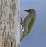 Grijskopspecht - Grey-headed Woodpecker