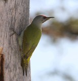 Grijskopspecht - Grey-headed Woodpecker