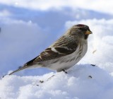 Grote Barmsijs - Mealy Redpoll