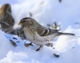 Grote Barmsijs - Mealy Redpoll