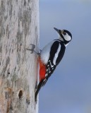 Grote Bonte Specht - Great Spotted Woodpecker