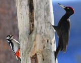Grote Bonte Specht - Great Spotted Woodpecker