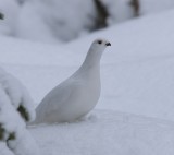 Moerassneeuwhoen - Willow Ptarmigan