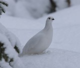 Moerassneeuwhoen - Willow Ptarmigan