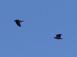 Raven - Common Raven