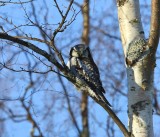 Sperweruil - Northern Hawk Owl