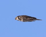 Sperweruil - Northern Hawk Owl