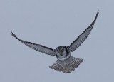 Sperweruil - Northern Hawk Owl