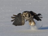 Sperweruil - Northern Hawk Owl