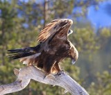 Steenarend - Golden Eagle