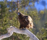 Steenarend - Golden Eagle