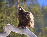Steenarend - Golden Eagle
