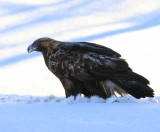 Steenarend - Golden Eagle