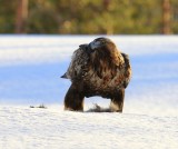 Steenarend - Golden Eagle