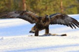 Steenarend - Golden Eagle