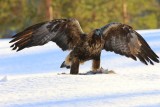 Steenarend - Golden Eagle